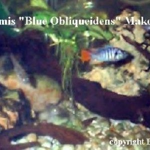 Haplochromis_Blue_Obliquidens_Makobe_Island.jpg