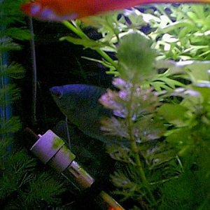 gourami.jpg