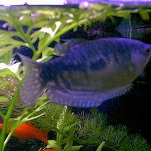 Gourami3.jpg