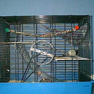 ratcage1.jpg