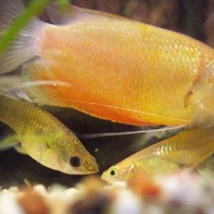 gourami_guppies.jpg