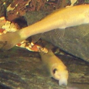 loaches.jpg