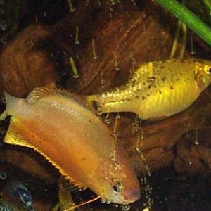 gourami_barb.jpg