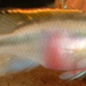 pelvicachromis_pulcher__krib_1.jpg