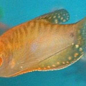 gourami1.jpg