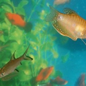 gourami2.jpg