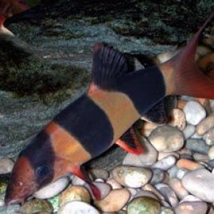 fish_Loach.jpg