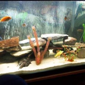 Cichlid_tank.JPG