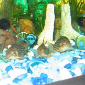 corydoras.jpg