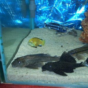 pleco1.jpg