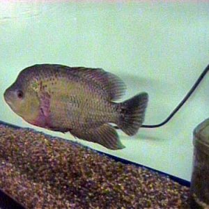 trimaculatus_1_6.13.03.JPG