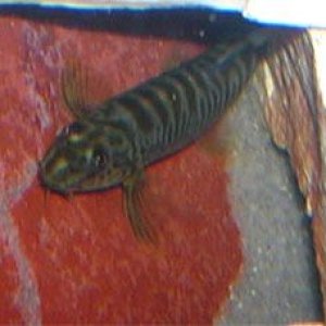 loach1.jpg