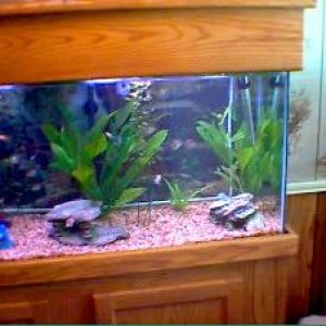 fishtank1.JPG