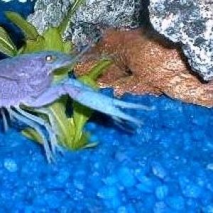 Cerulean_Shrimp.JPG