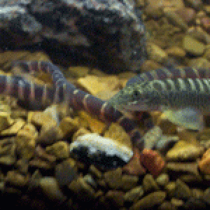 Loach_Group.gif