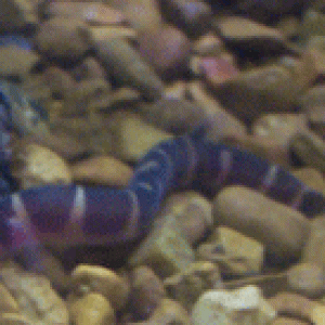 KRTLoaches.gif