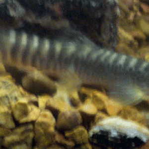 RTLoach2.gif