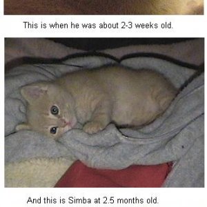 simba.JPG