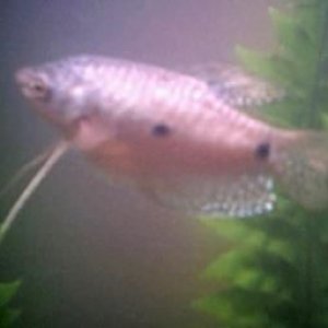 Gourami.JPG