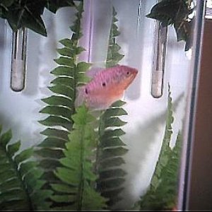 Gourami.JPG