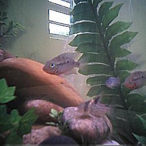 cichlids5.JPG