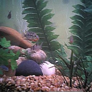 cichlids6.JPG