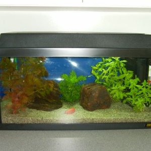 fishtank.JPG