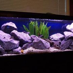 45gallon_march28_1.JPG