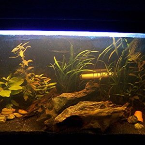 plantedtank1.jpg