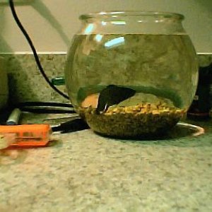 betta_in_bowl_on_counter001.jpg