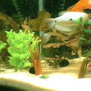 both_gouramis_on_right_side001.jpg