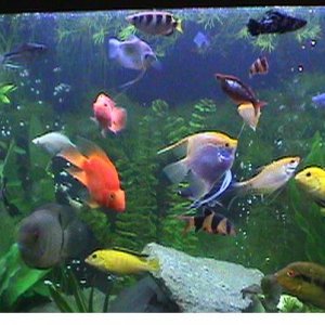 fish_tank_rio400.JPG