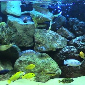 rock_tank_cichlids.JPG