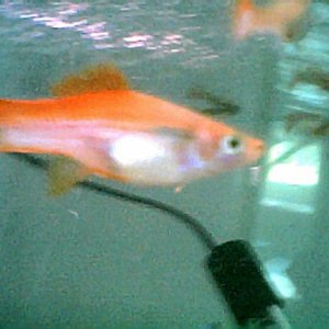 preggy_swordtail001.jpg