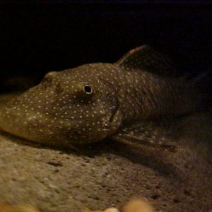 pleco_closeup.jpg