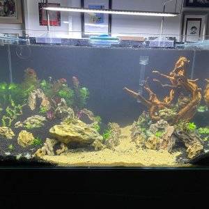 50gal scaping v3-planted 2.jpeg