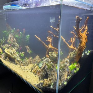 50gal scaping v3-planted 4.jpeg