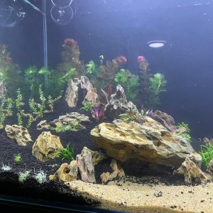 50gal scaping v3-planted 7.jpeg