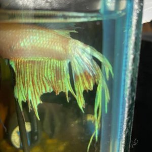 neo betta 1.JPG