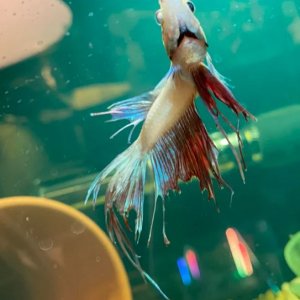 neo betta 2.JPG