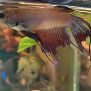 neo betta 3.JPG