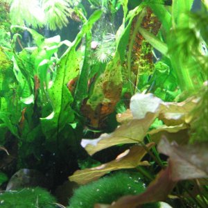 3.) Java Fern.JPG