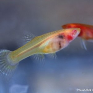 yellow taxi glass belly guppy 002.jpg