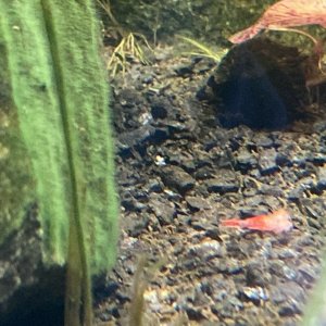 dead cherry shrimp.JPG