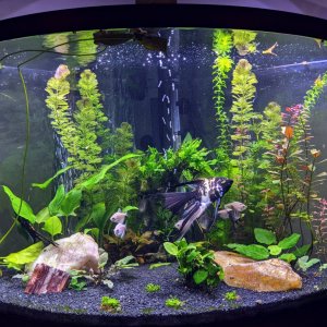 36Gallon_Feb2021_TFF_TOTM2.jpg