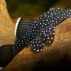 starlightPleco.jpg