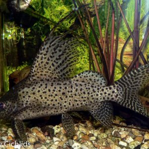 Synodontis_Eupteru.jpg