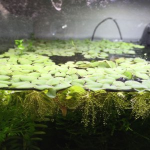 salvinia.jpg