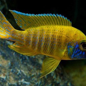 Benga-Sunshine-Peacock-Cichlid.jpg