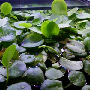 Frogbit in main tank.jpg